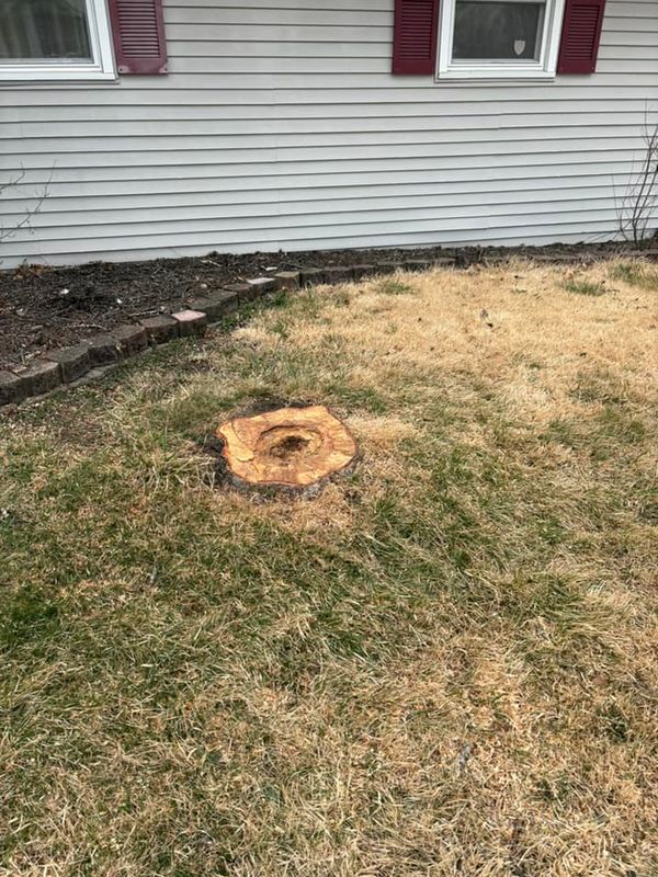 Stump Removal