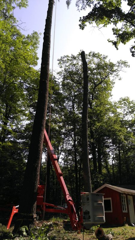 Stump Grinding and Removal