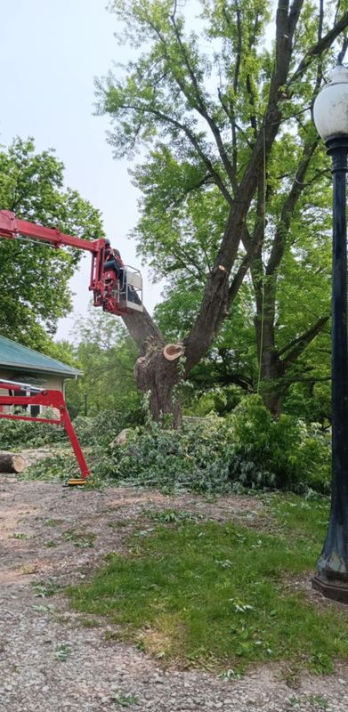 Tree Trimming