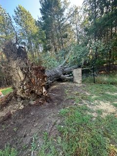Tree Removal