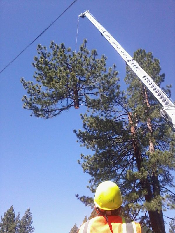 Tree Removal gallery