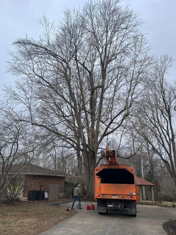 Tree Removal