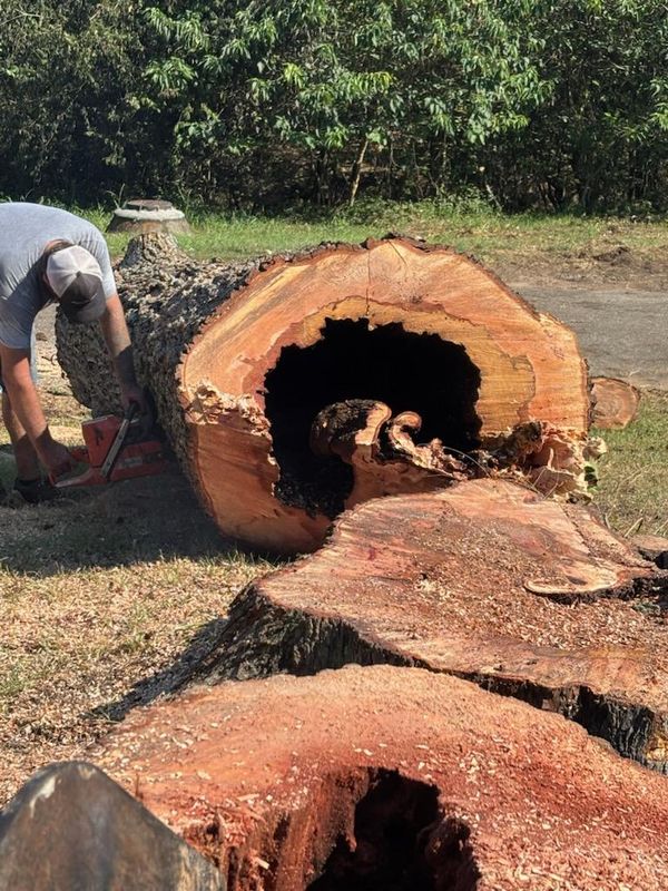 Large Tree Removal in Americus, GA