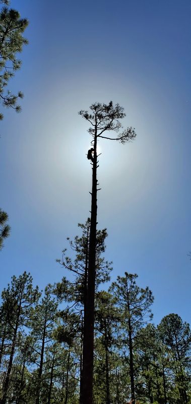 Tree Services