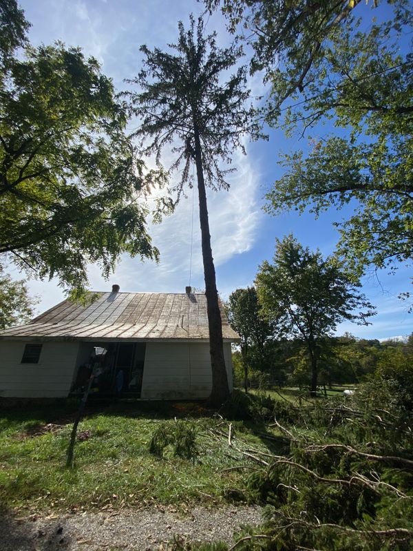 Tree Removal gallery