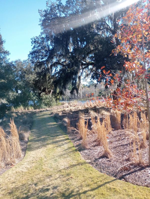 Tree & Shrub Care