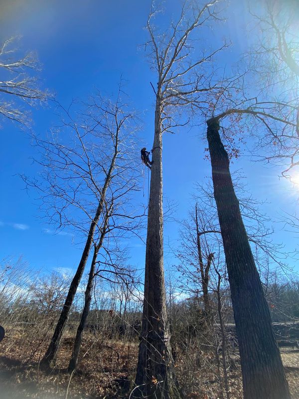 Tree Trimming