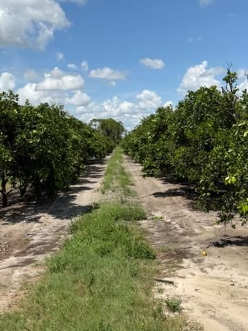 Citrus Consulting