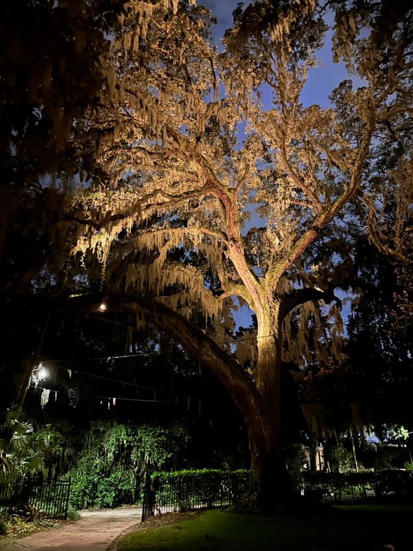 Landscape Lighting 