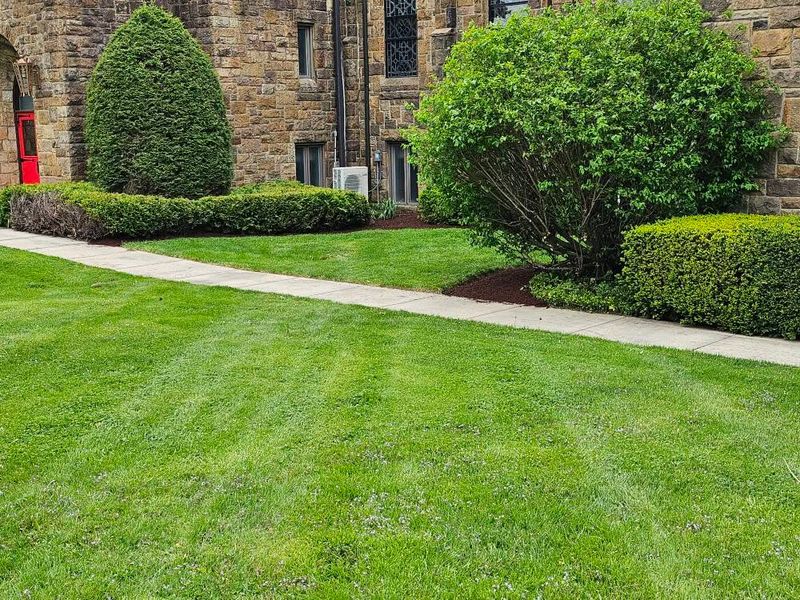 Tree & Shrub Care