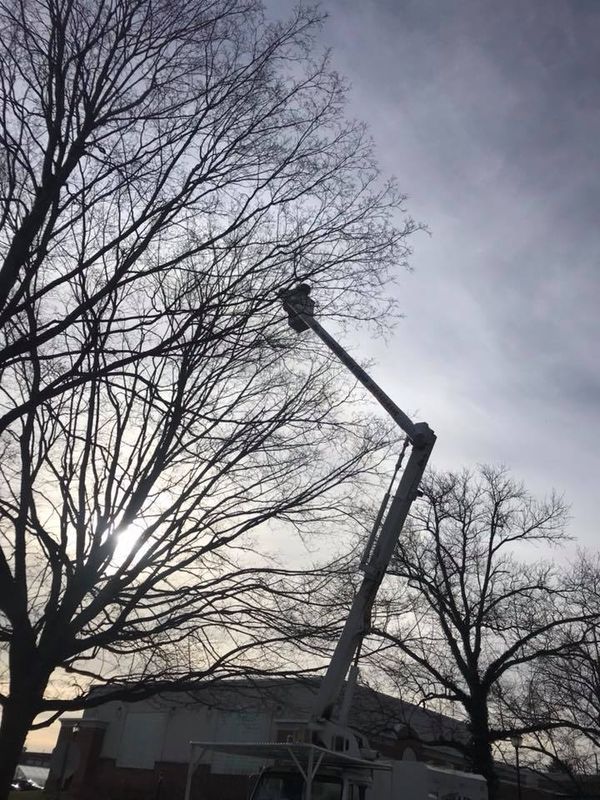 Tree Removal gallery