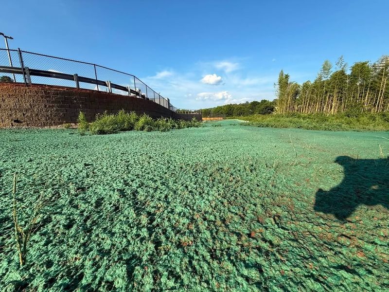 Hydroseeding