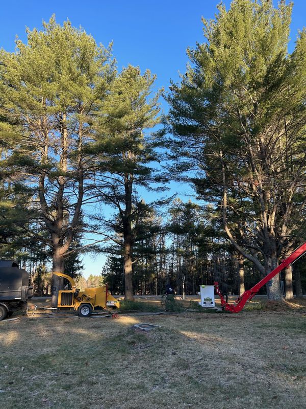 Stump Grinding and Removal