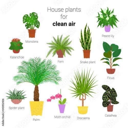Plant and tree list