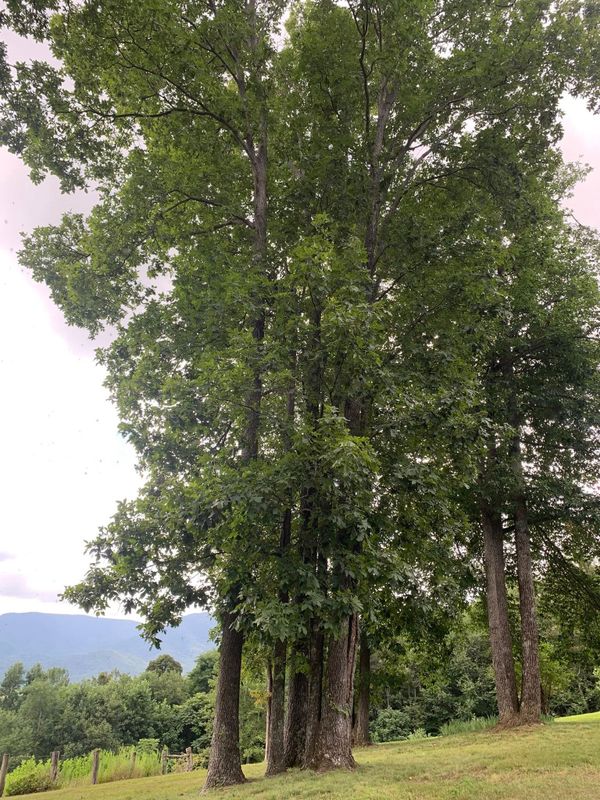 Tree Trimming