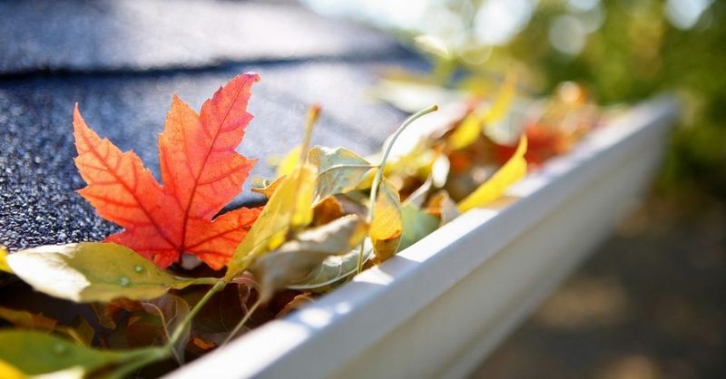 Fall Clean Up