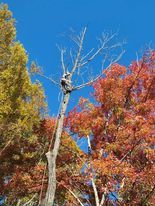 Tree Services