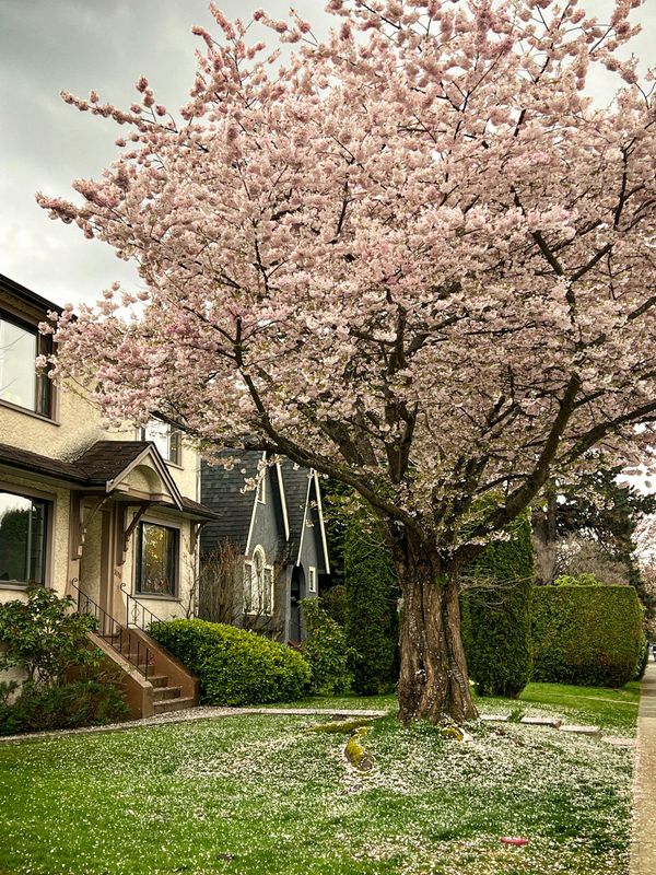 Tree and Shrub Care