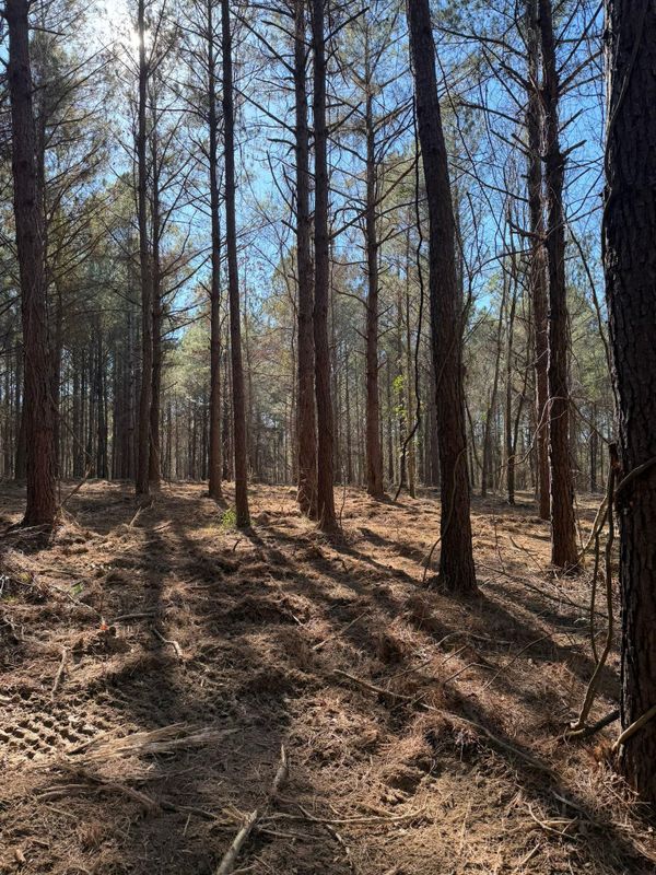 Forestry Mulching