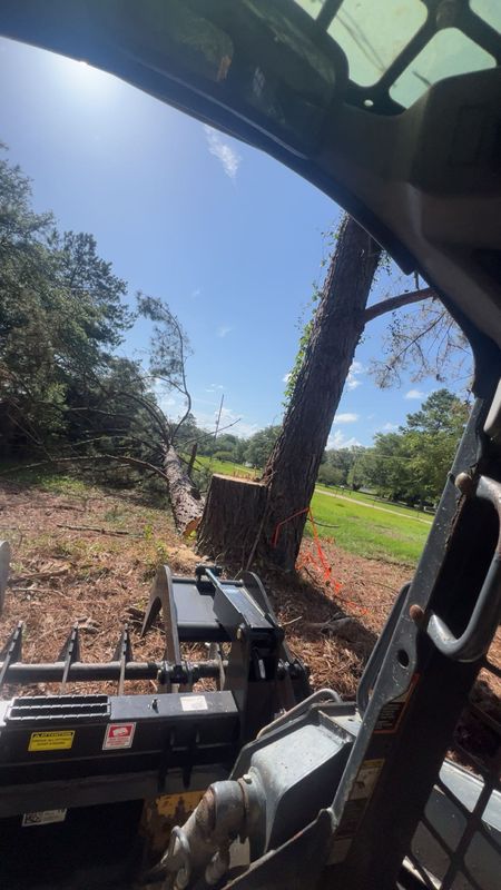 Tree Trimming & Removal