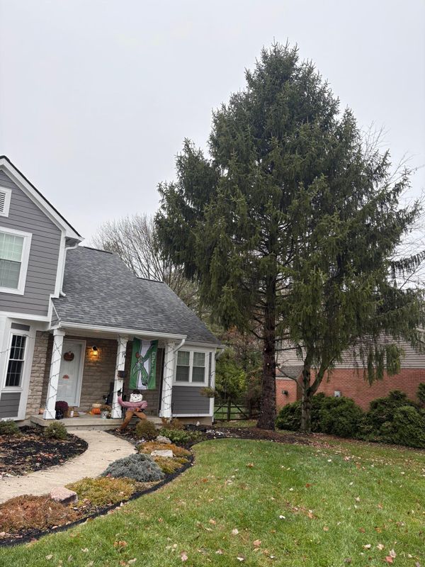 Shrub Trimming