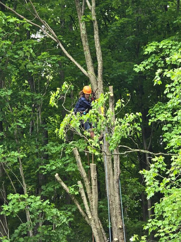 Tree trimming 