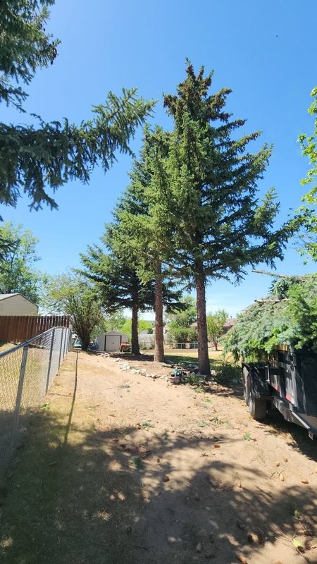 Tree Removal