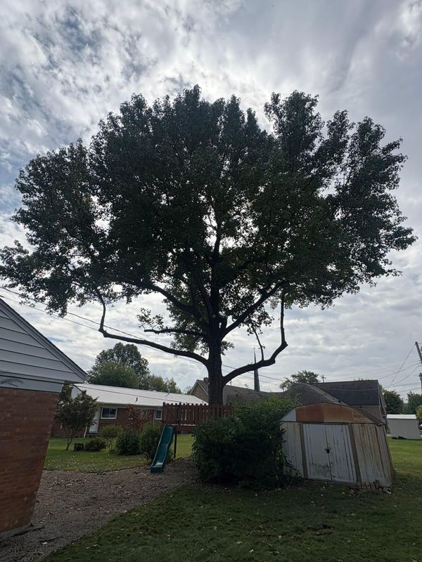 Tree Removal
