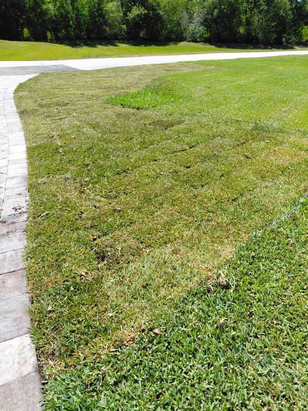Sod Installation
