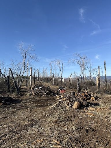 Land Clearing
