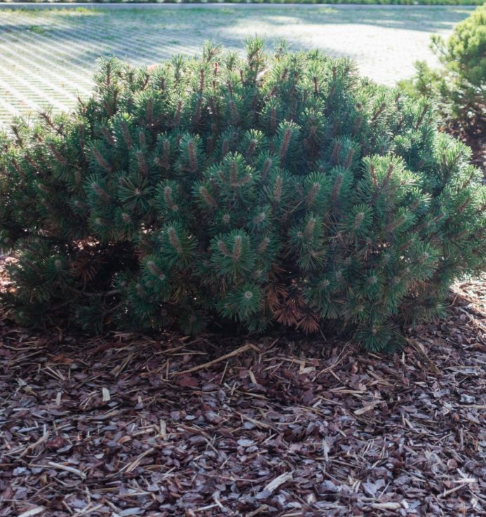 Mulch Installation