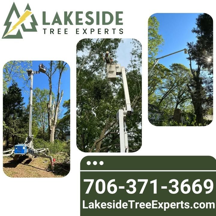 Tree Trimming