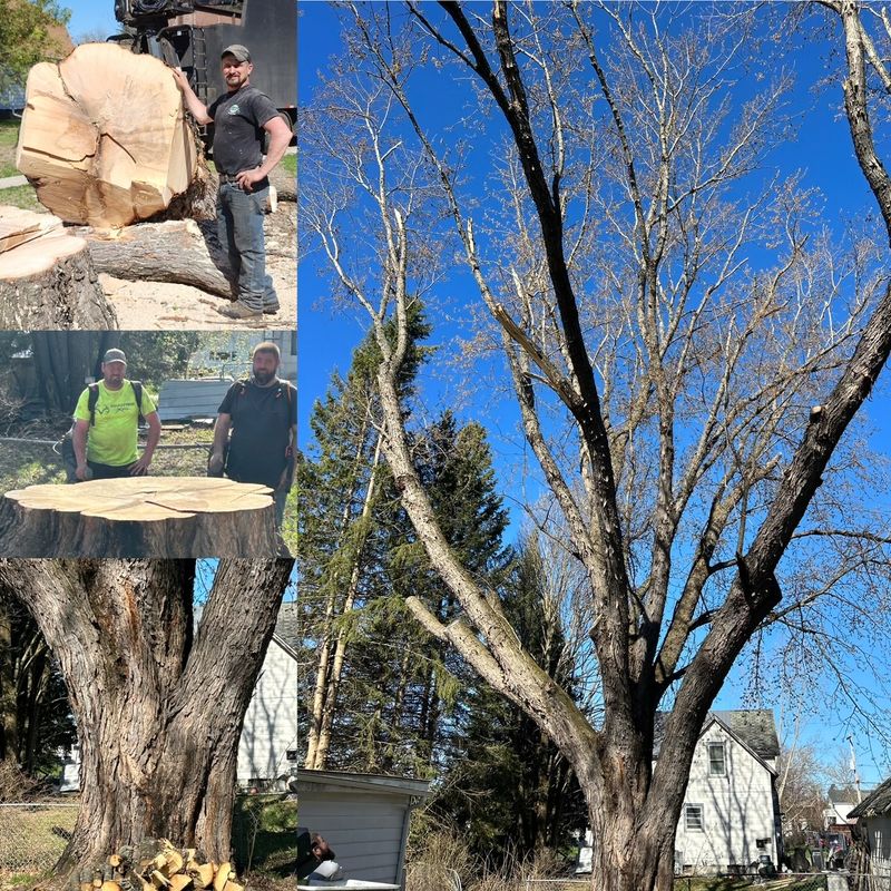 Stump Grinding and Removal