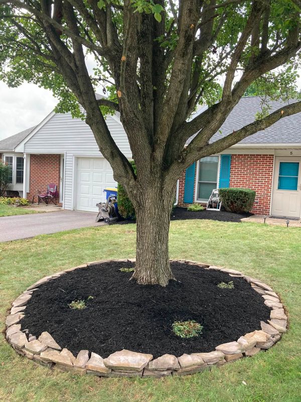 Tree & Shrub Care