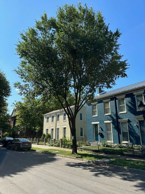 Tree Trimming and Thinning