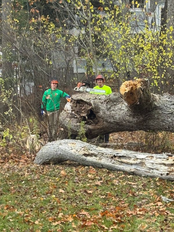 Stump Removal