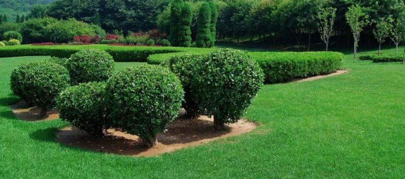 Shrub Trimming