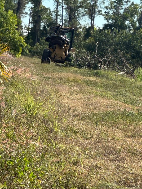 Tree Trimming