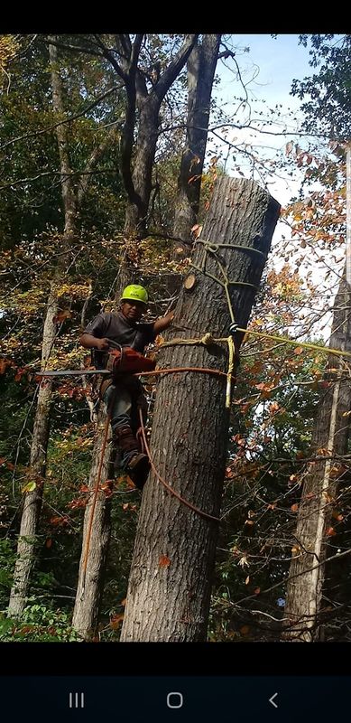 Tree Removal gallery