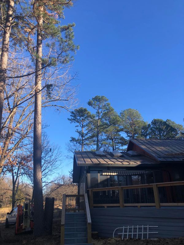 Tree Trimming & Shaping