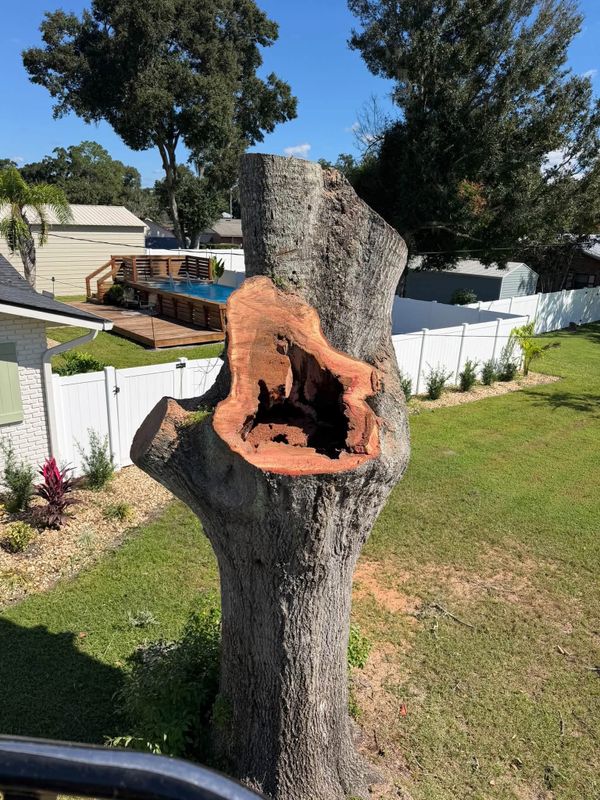 Tree Removal