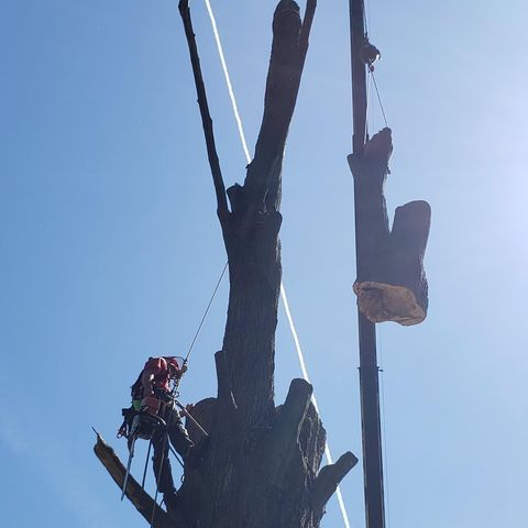 Tree Removal
