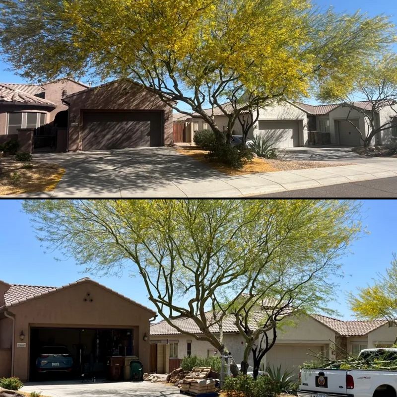 Tree & Shrub Care