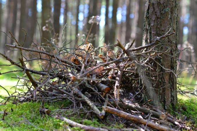 Brush Clearing