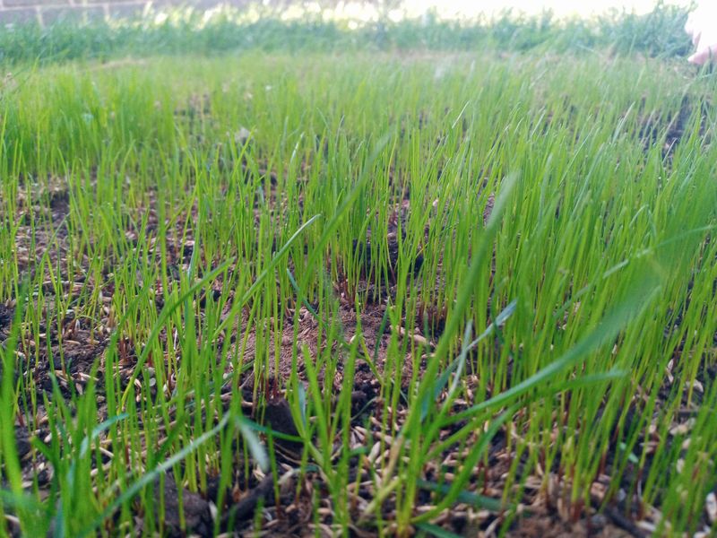 Grass Up