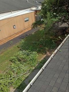 Fallen Tree Removal