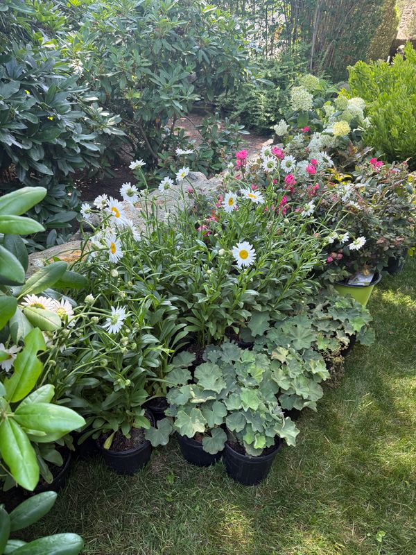 Landscape Design