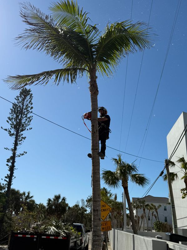 Palm Pruning