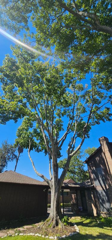 Tree Trimming