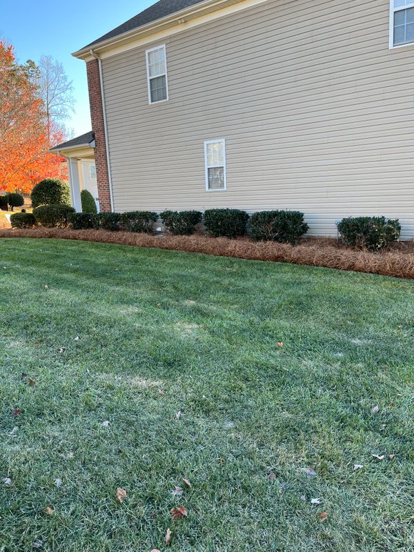 Pine Needle Installation